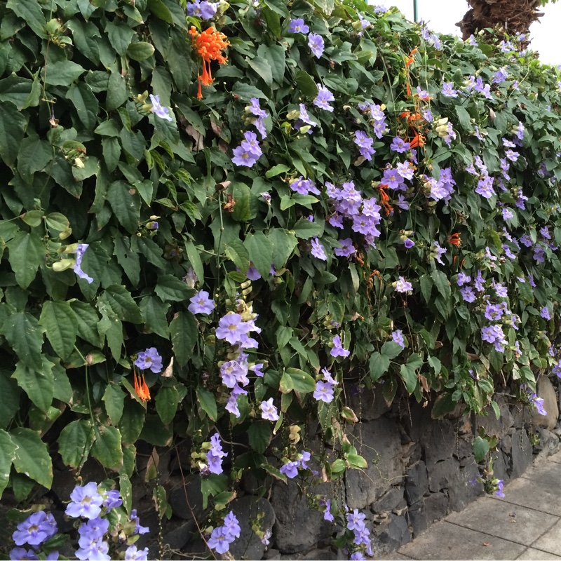 Thunbergia grandiflora