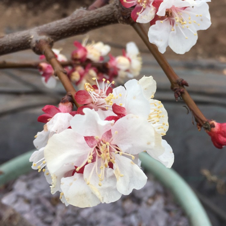 Plant image Prunus armeniaca