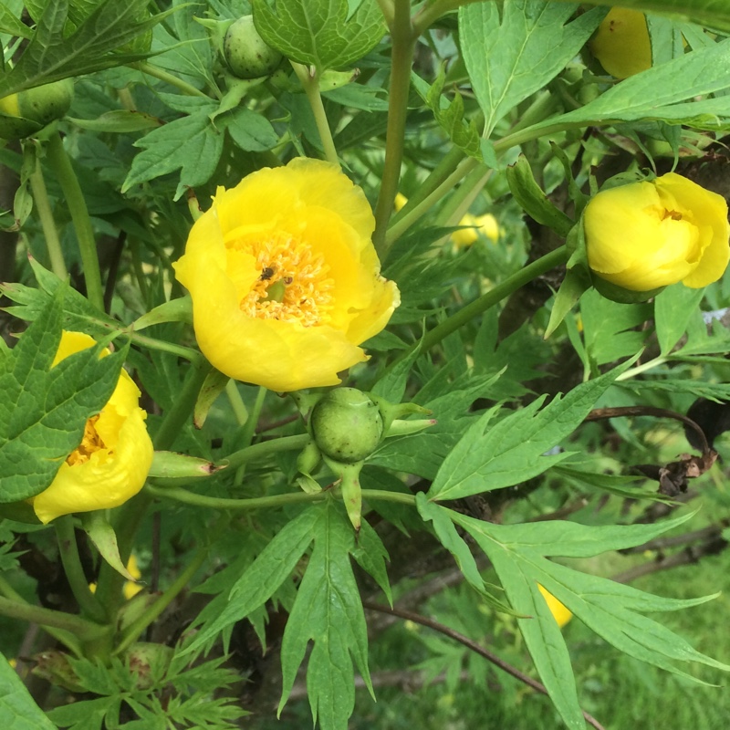 Plant image Paeonia delavayi