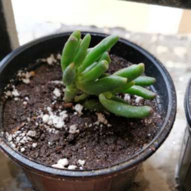 Crassula Ovata 'Ogre Ears'