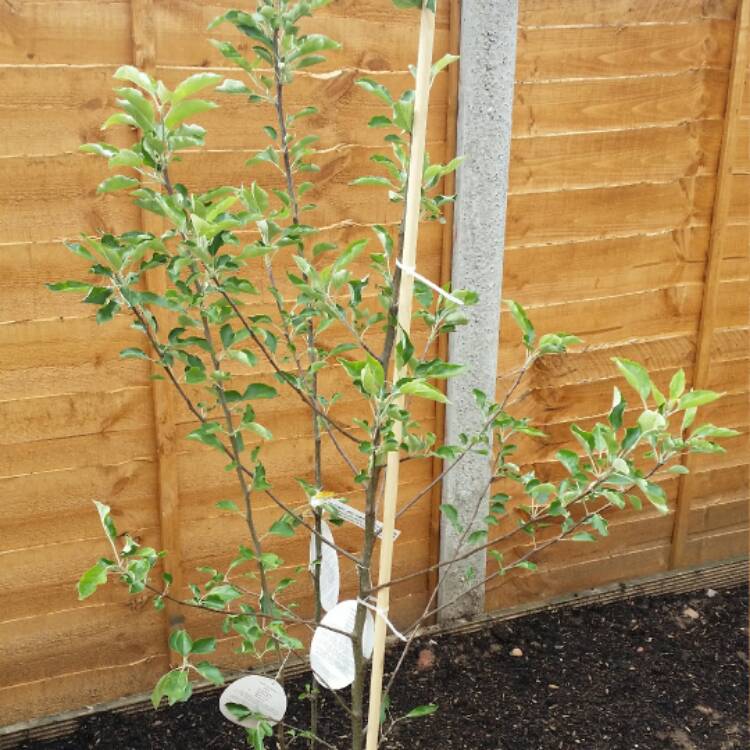 Plant image Malus domestica 'Discovery'