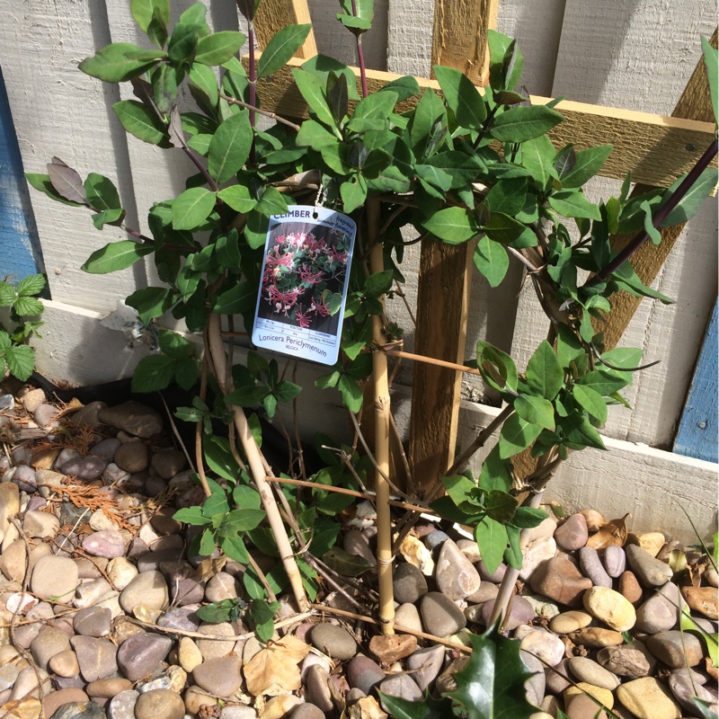 European Honeysuckle