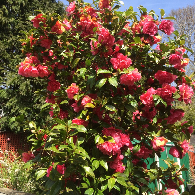 plant image 59958