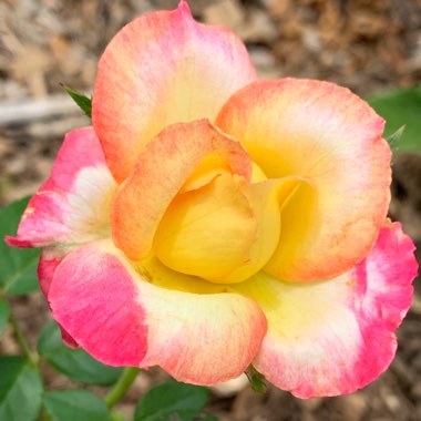 Praveen's garden