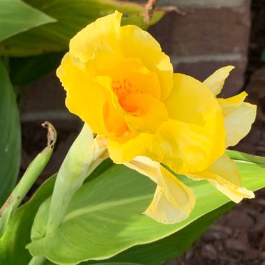 Praveen's garden