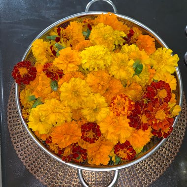 Praveen's garden