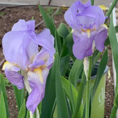 Praveen's garden
