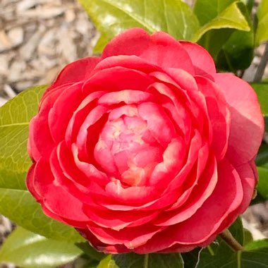 Praveen's garden