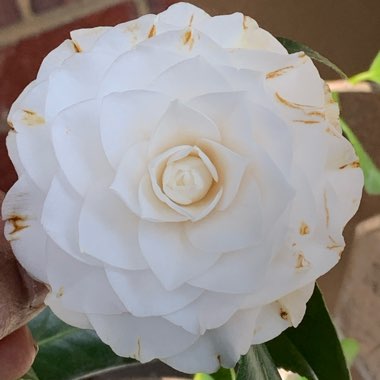 Praveen's garden