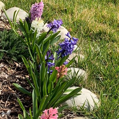 Praveen's garden