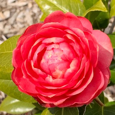 Praveen's garden
