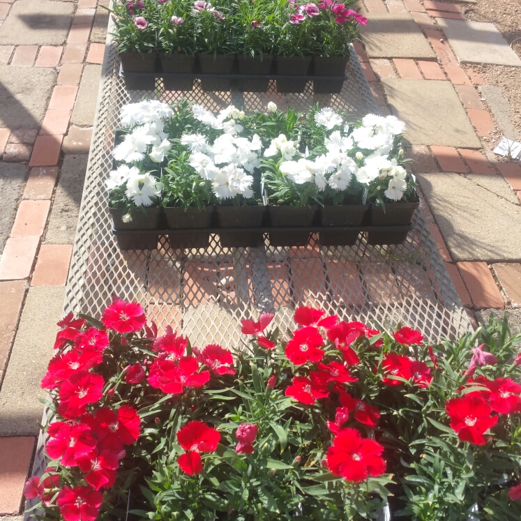 plant image 272864
