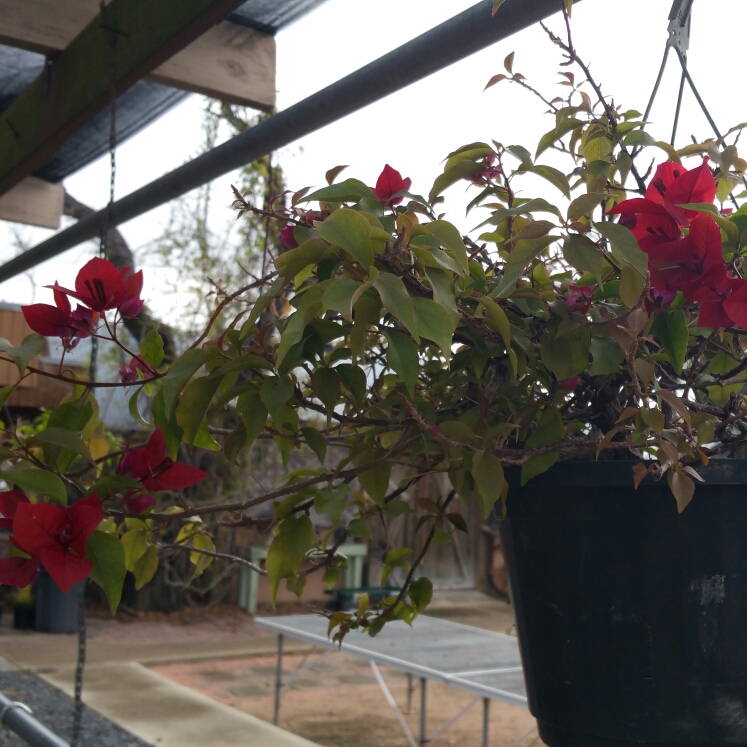 Plant image Bougainvillea 'Scarlet O'Hara'