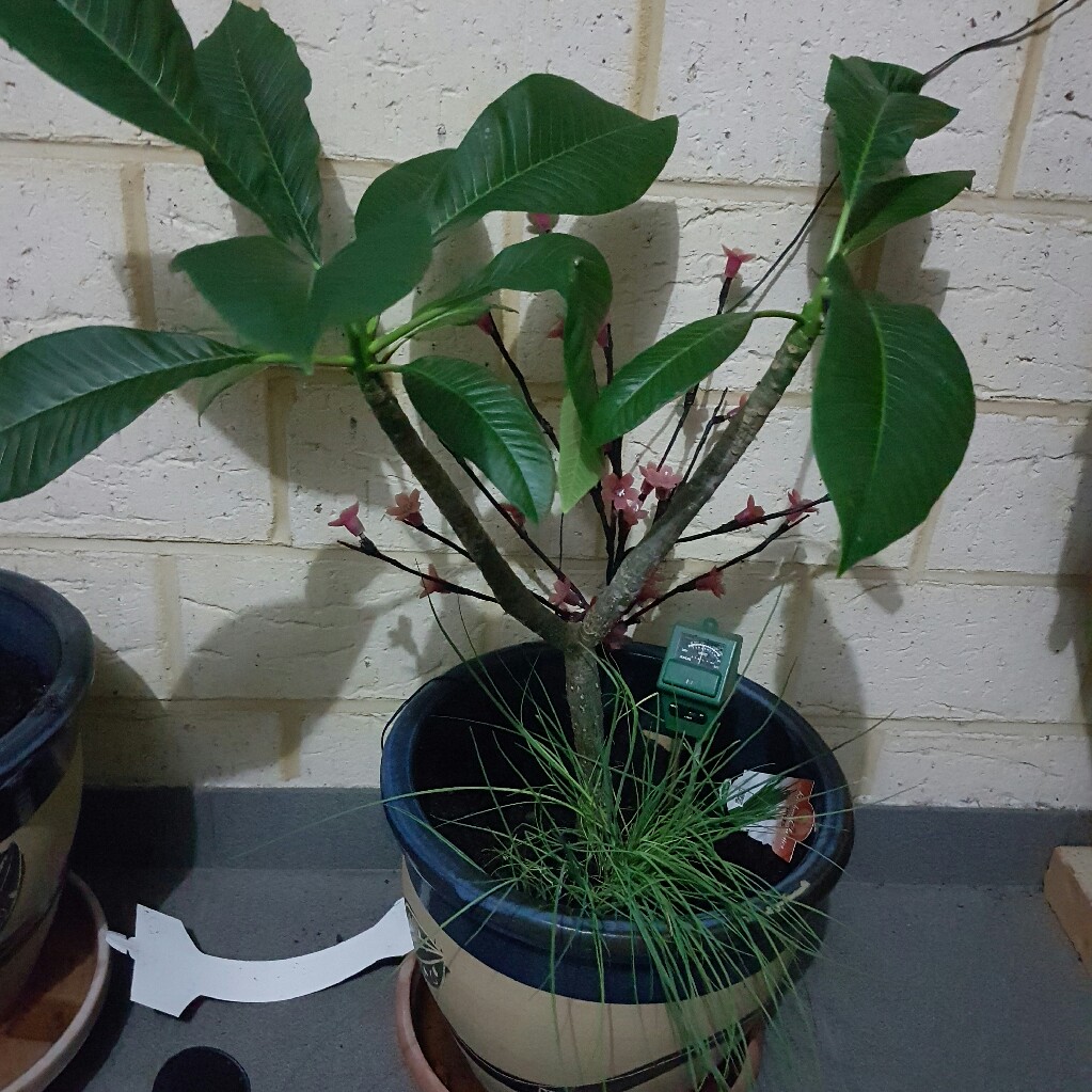 Frangipani