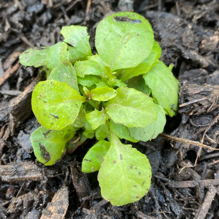 plant image 1267302 plant image 1267302