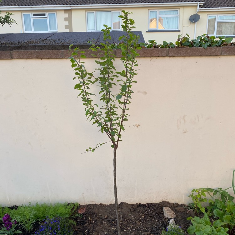 Plant image Prunus triloba