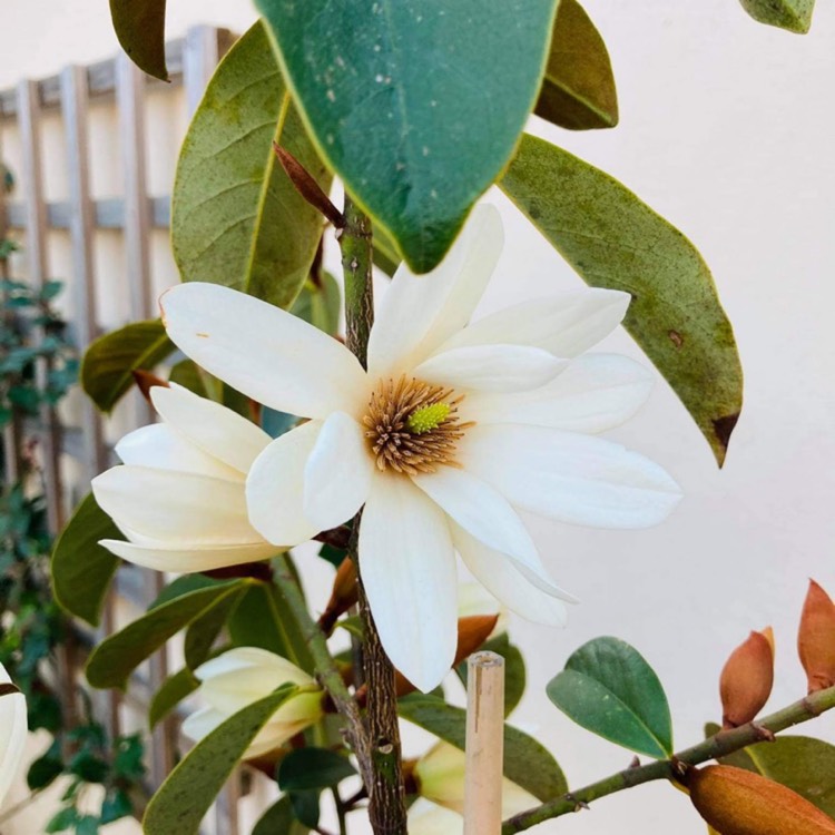 Plant image Michelia 'Fairy White' syn. Magnolia 'Fairy White'