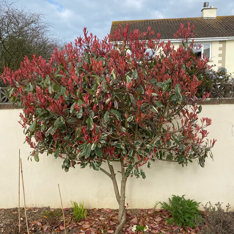 Plant image Photinia x fraseri 'Louise'