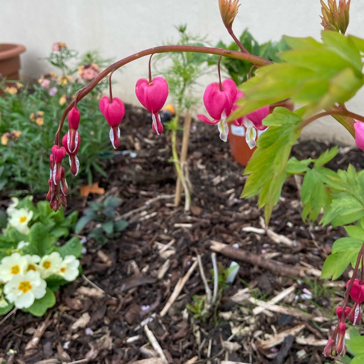 plant image 1477419 plant image 1477419