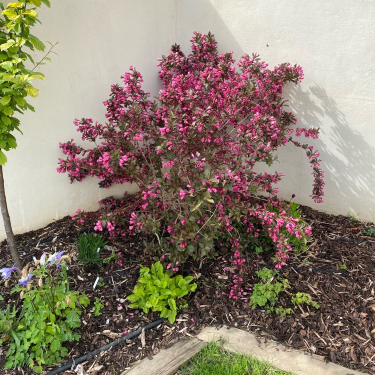 plant image 1478853 plant image 1478853