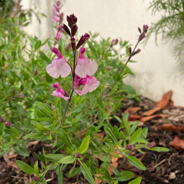 Plant image Salvia microphylla x greggii hybrid 'Dancing Dolls'