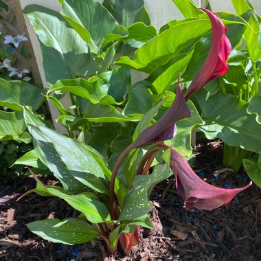 Calla Lily 'Red Charm'