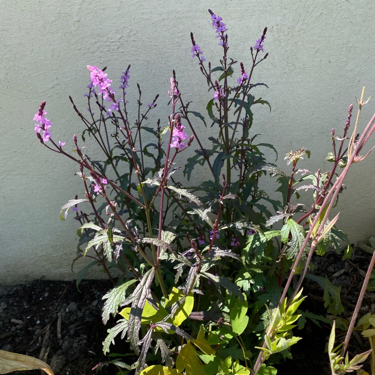 plant image 1607001