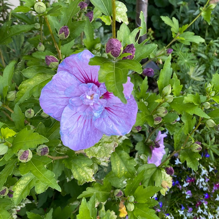 plant image 1609264