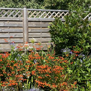 Andy's garden
