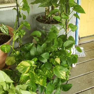 Epipremnum aureum  syn. Epipremnum pinnatum 'Aureum', Scindapsus aureus, Pothos aureus, Rhaphidophora aurea