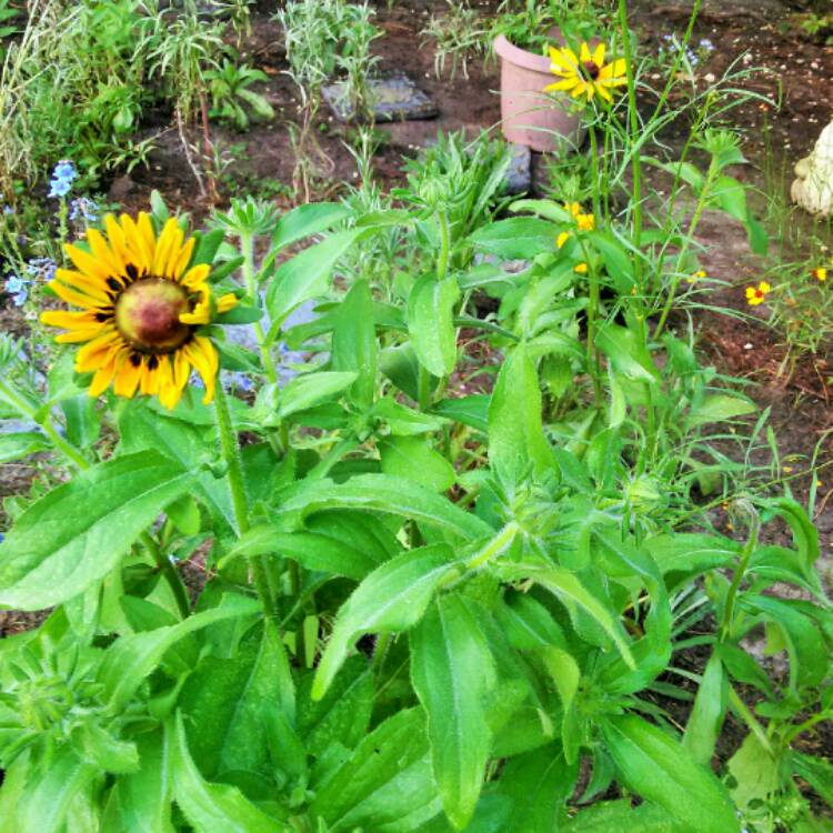 plant image 509467 plant image 509467