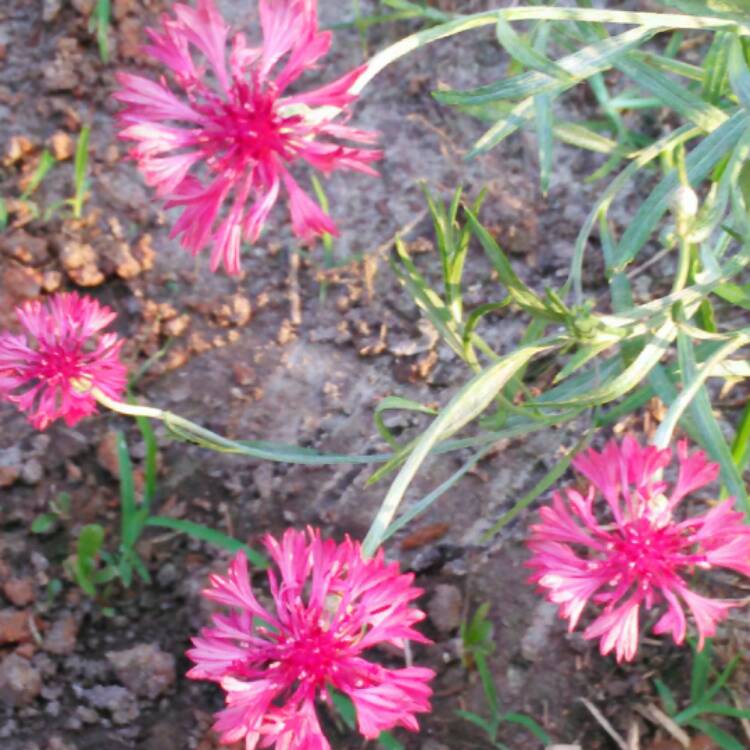 plant image 509480 plant image 509480