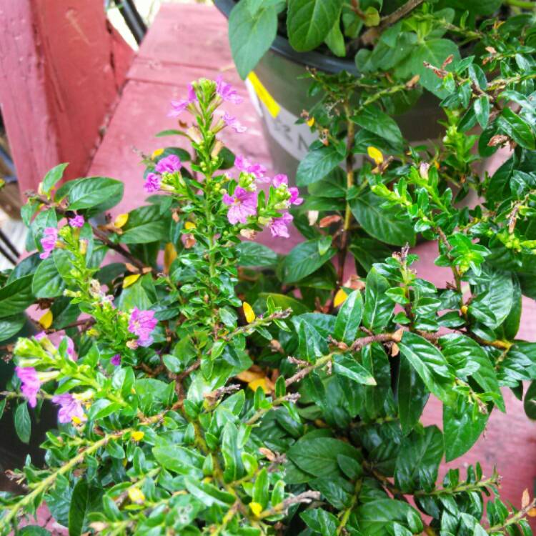 plant image 510759
