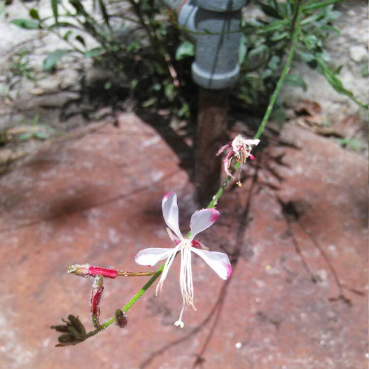 Plant image Oenothera lindheimeri 'Passionate Rainbow' syn. Gaura lindheimeri 'Passionate Rainbow'