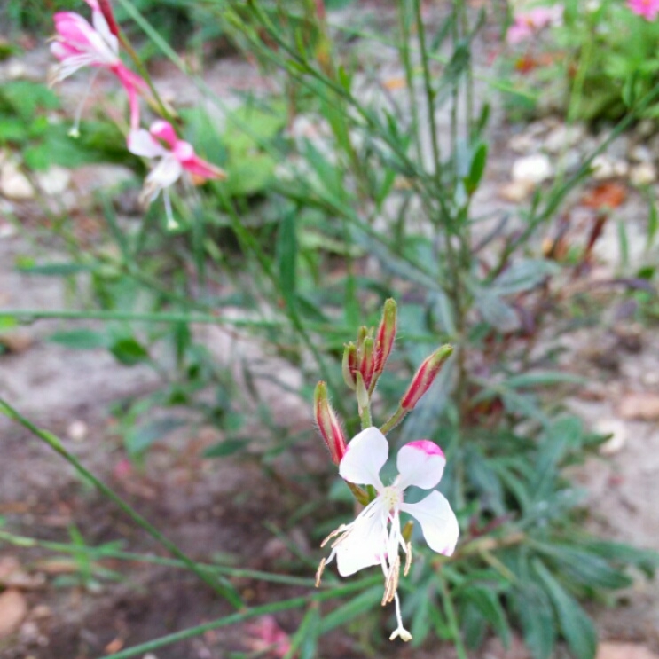 plant image 513607 plant image 513607