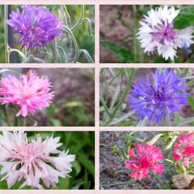 Centaurea