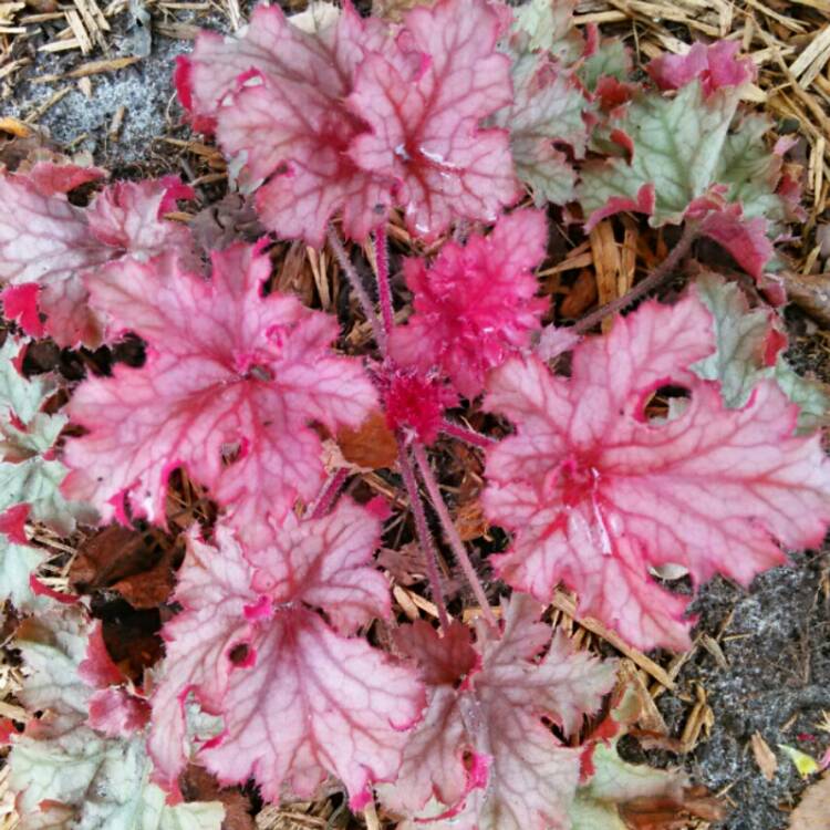 Plant image Heuchera 'Caramel'