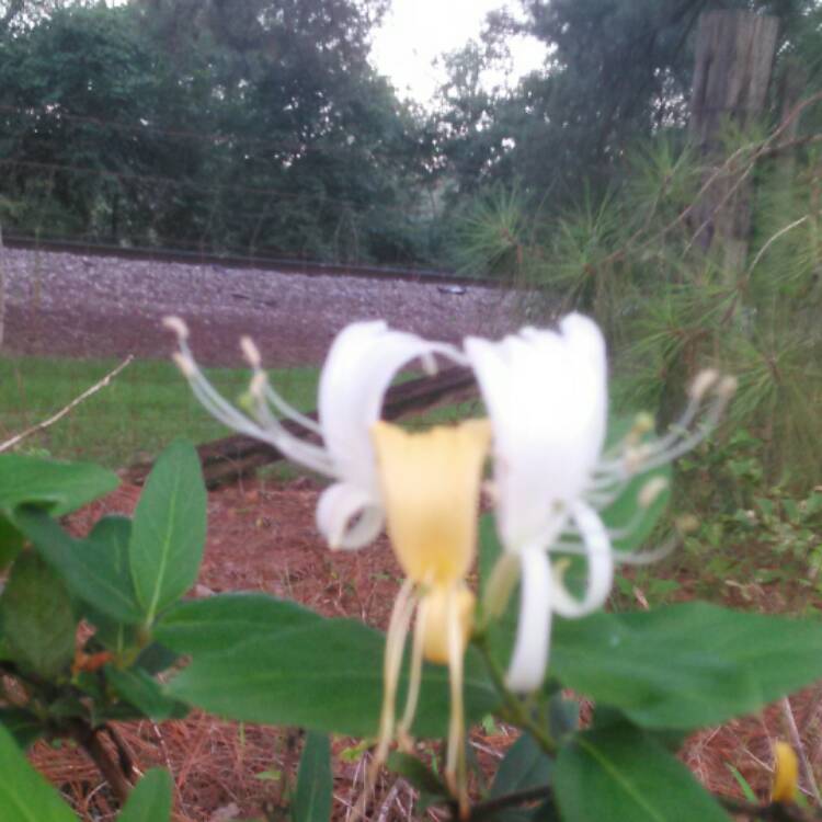 Plant image Lonicera periclymenum 'Belgica'
