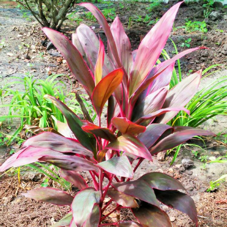 Plant image Cordyline Fruticosa 'Red Sister'