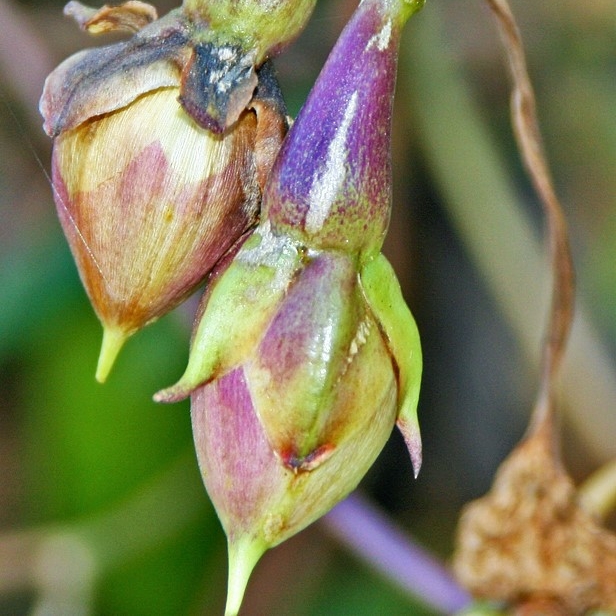 plant image 518683