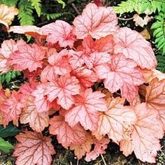 Plant image Heuchera 'Georgia Peach'