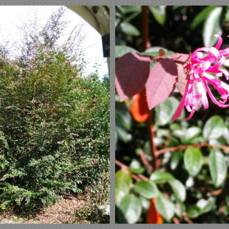 plant image 519646
