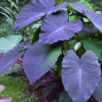 Plant image Colocasia esculenta 'Black Magic'