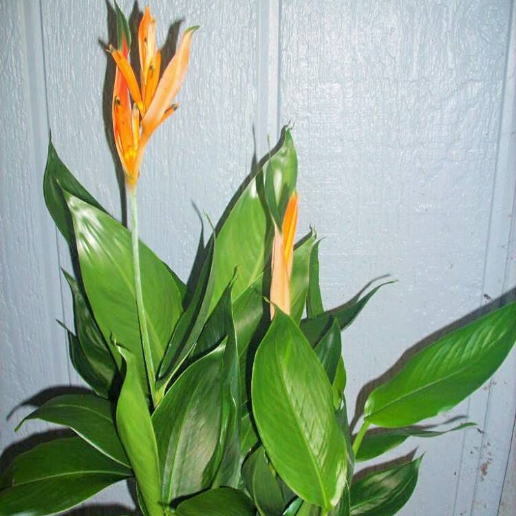plant image 521224 plant image 521224