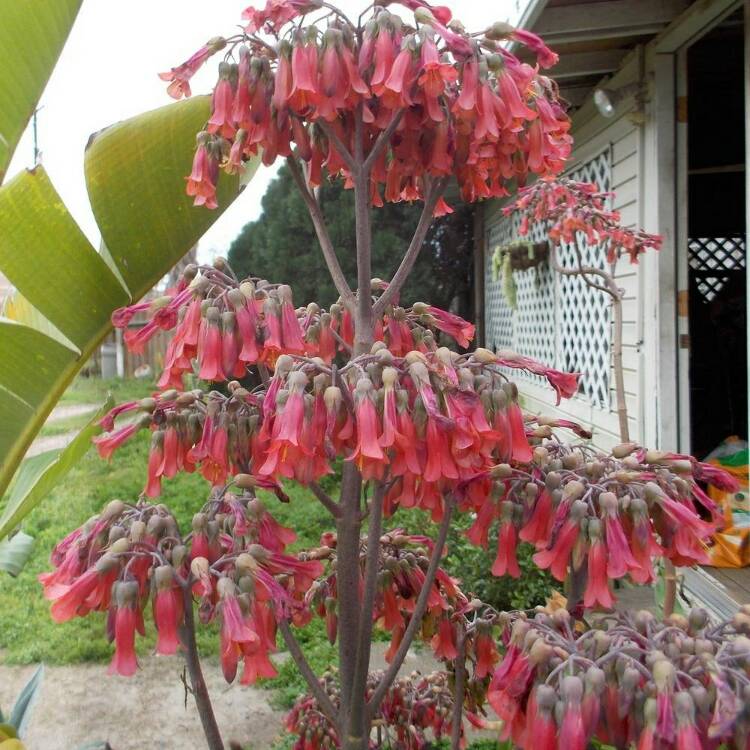 Plant image Kalanchoe Manginii
