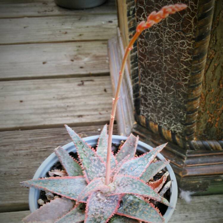 plant image 527652 plant image 527652