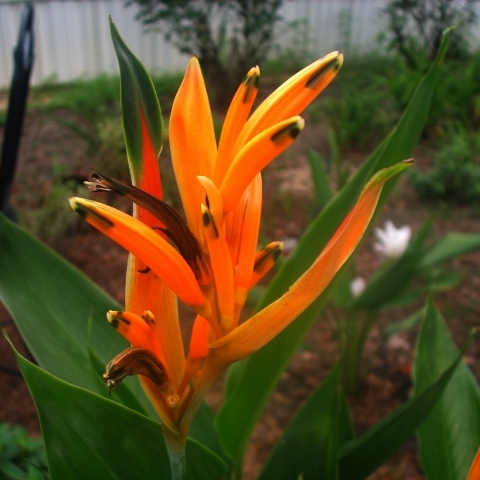 plant image 528576 plant image 528576