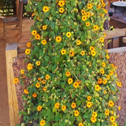 Thunbergia alata