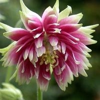 Plant image Aquilegia vulgaris var. stellata 'Barlow Series'