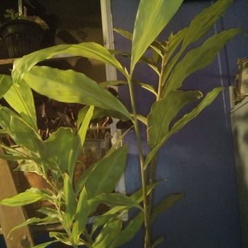 Plant image Zingiber spectabile